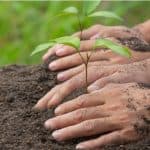 Positif Menanam Pohon bagi Lingkungan