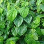 Manfaat Daun Sirih untuk Kesehatan